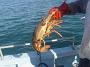 Tuncurry-PhilRoach 045